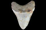 Megalodon Tooth - North Carolina #67156-2
